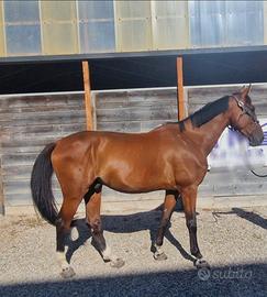 Sella italiano 12 anni