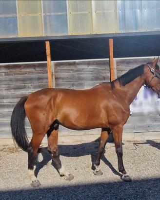 Cavallo Sella italiano 12 anni