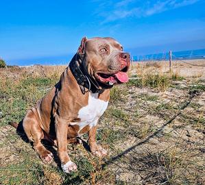 American Bully XL per monta ( 2 ped. ABKC + EBKC)