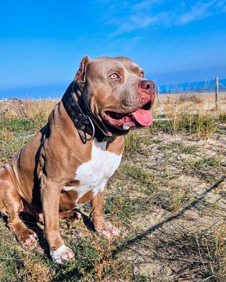 American Bully XL per monta ( 2 ped. ABKC + EBKC)