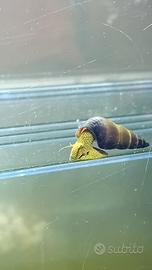 Tylomelania yellow
