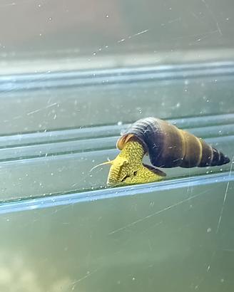 Tylomelania yellow