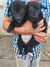 Vendita cuccioli di piccola taglia