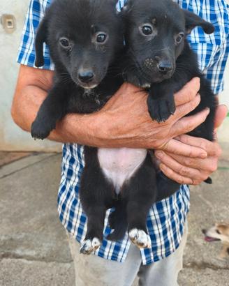 Vendita cuccioli di piccola taglia