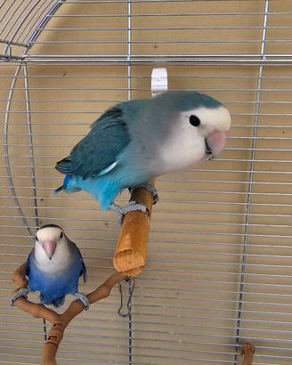  COPPIA  INSEPARABILI. 