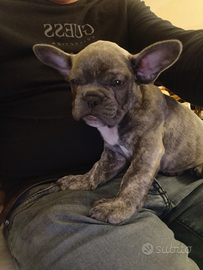 Stupendi cuccioli di Bulldog francese di due mesi