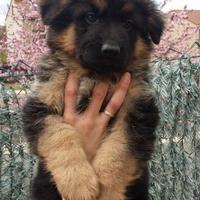Cuccioli di pastore tedesco selezionati