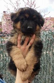 Cuccioli di pastore tedesco selezionati