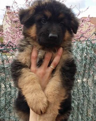 Cuccioli di pastore tedesco selezionati