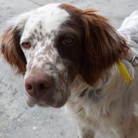 Setter inglese maschio di 4 anni