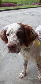 Setter inglese maschio di 4 anni