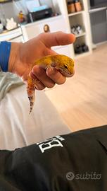 Geco leopardino