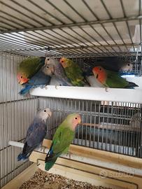 Inseparabili roseicollis