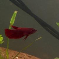 Betta splendens 3 mesi