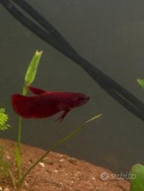 Betta splendens 3 mesi