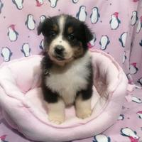 Australian Shepherd cuccioli Black