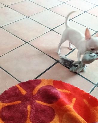 Chihuahua maschietto con pedigree