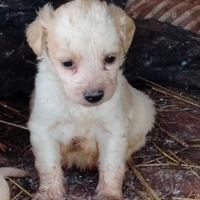 Cuccioli 2 mesi incrocio Breton