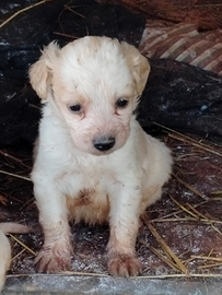 Cuccioli 2 mesi incrocio Breton