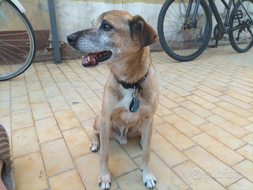 Chicco, 10 anni e non sentirli