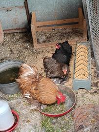 Gallo e galline razza concicina nani