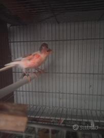Canarini portogesi