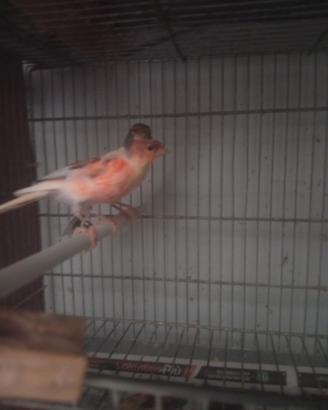 Canarini portogesi