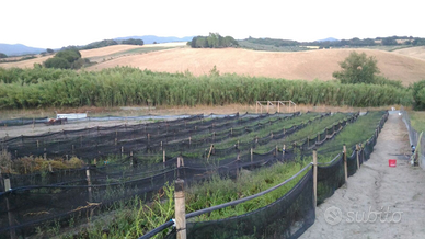 Terreno con impianto elicocolo