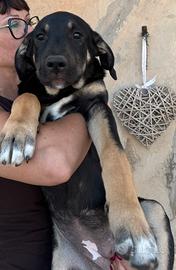 Cucciola 3/4 mesi in adozione