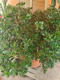 Pianta grassa “ albero di giada”
