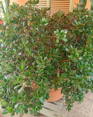 Pianta grassa “ albero di giada”