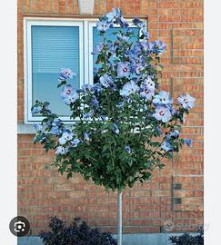 hibiscus syriacus