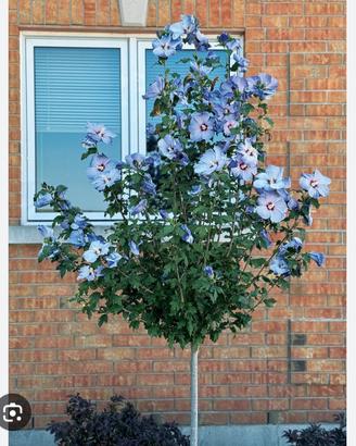 hibiscus syriacus
