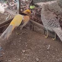 Fagiano dorato giallo