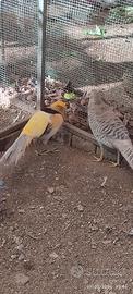 Fagiano dorato giallo