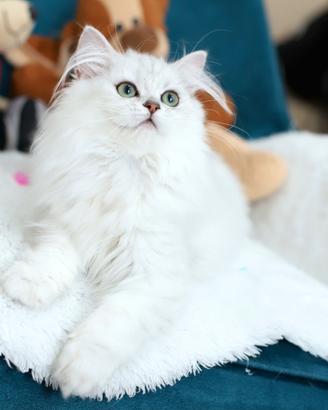 Gattina British  scottish cincillà stupenda 