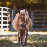 Pony Shetland