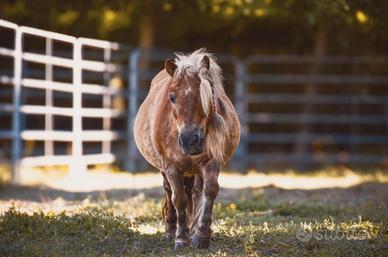 Pony Shetland
