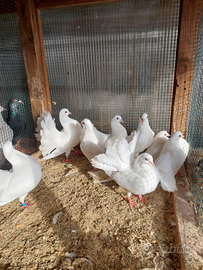 Gruppo di Colombi pavoncelli