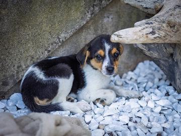 Cucciola Pinscher Jack Russel