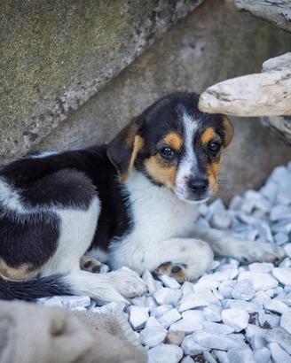 Cucciola Pinscher Jack Russel