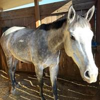 PSI femmina di 4 anni