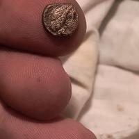 moneta antica 