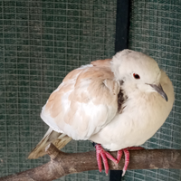 Tortore dal collare africane