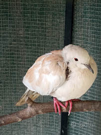 Tortore dal collare africane