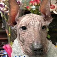 Cane nudo messicano (xoloitzcuintli)