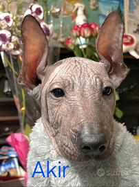Cane nudo messicano (xoloitzcuintli)