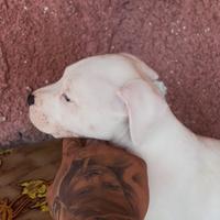 Pit bull ukc black nose maschio