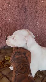 Pit bull ukc black nose maschio