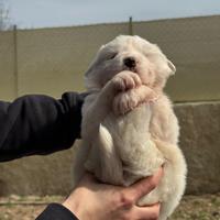 Cuccioli Pastori maremmano abbruzzese